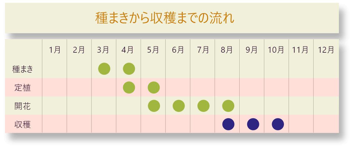 種まきから収穫までの流れ